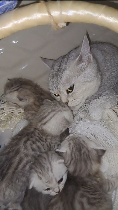 Котята Британські елітний окрас срібна шиншила в нас преміум класу