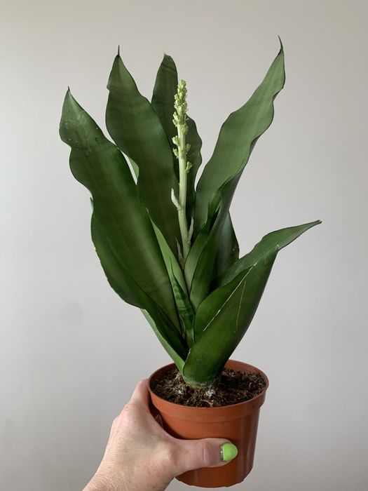 Sansevieria kwitnąca.