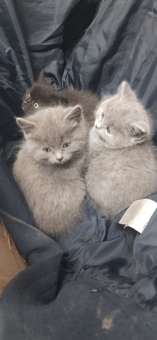 Кошенята в добрі руки