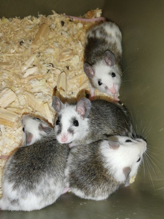 Masto myszy dorosłe