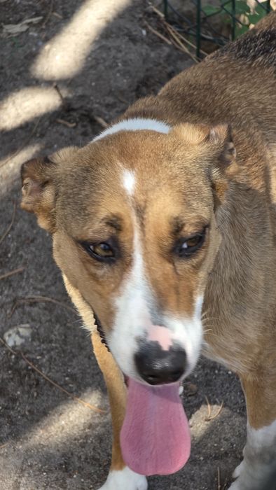 Cadela esterilizada com quase 2 anos dá-se