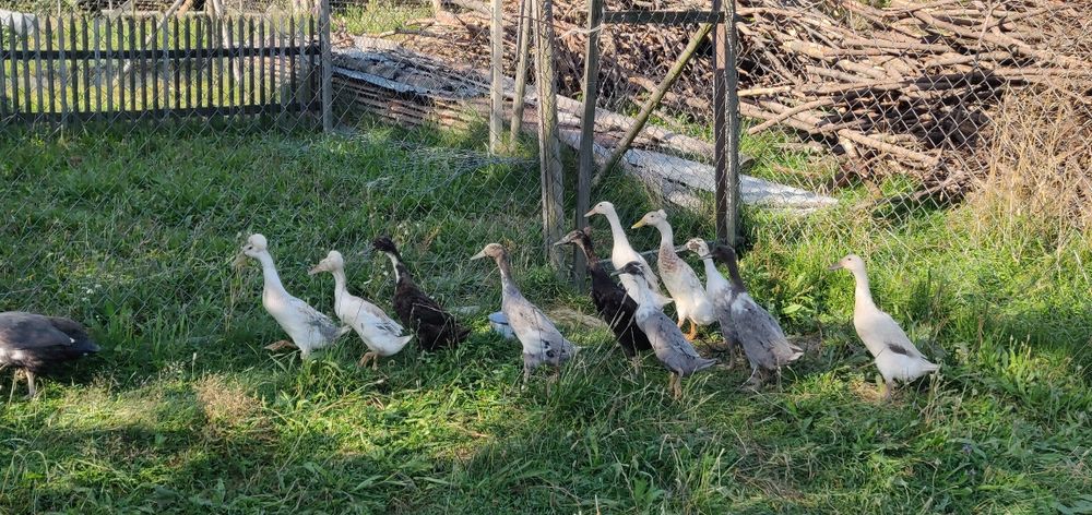 Kaczki biegusy indyjskie