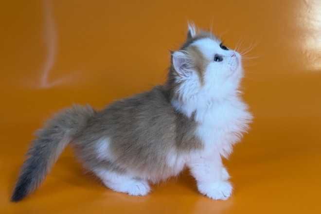 Кошенята, "шиншили", "чеширські коти" та інші