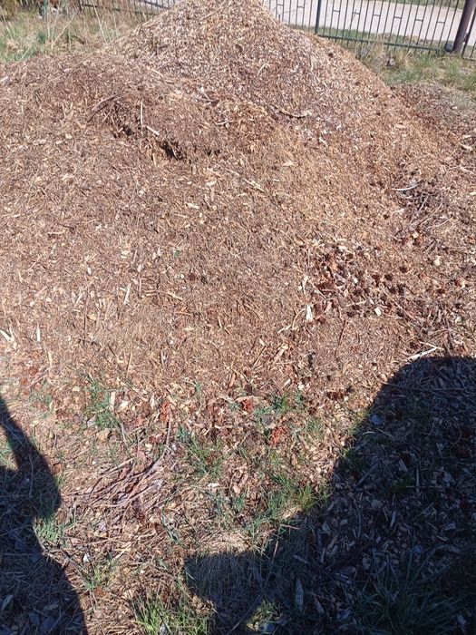 Zrębka drzewna (sosna, modrzew)