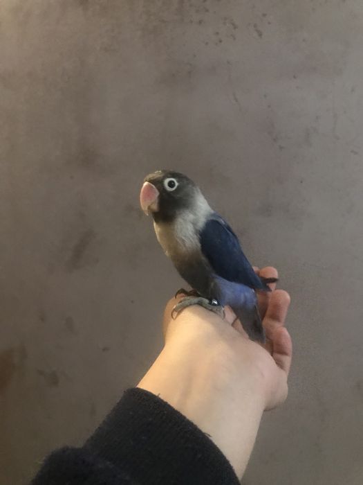 Agapone personata criado a mao/domesticado sexado