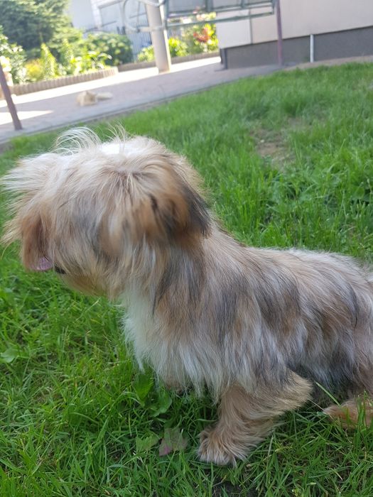 Yorkshire Terrier Ocean Pearl piesek