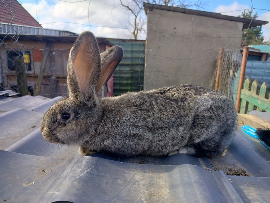 Młode króliki samice i samce