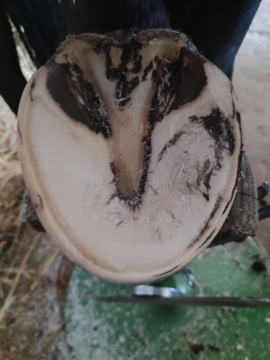 Werkowanie kopyt koni