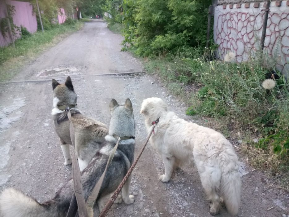 Зооотель/Зоогостиница/Гостиница для собак/передержка/зоосадик/няня