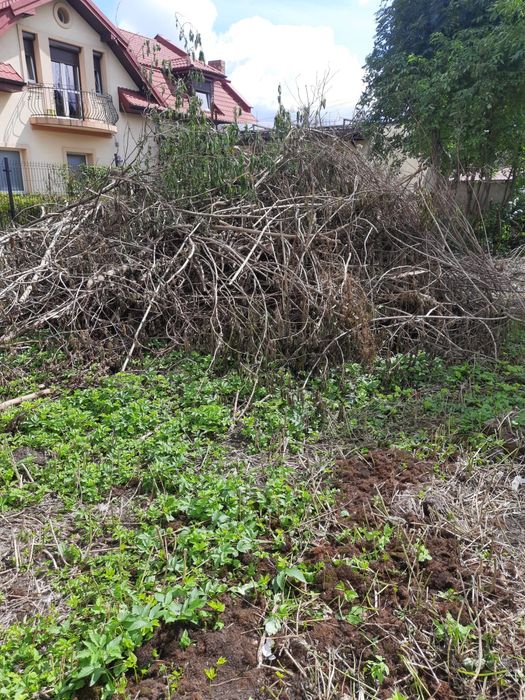 Oddam gałęzie za darmo