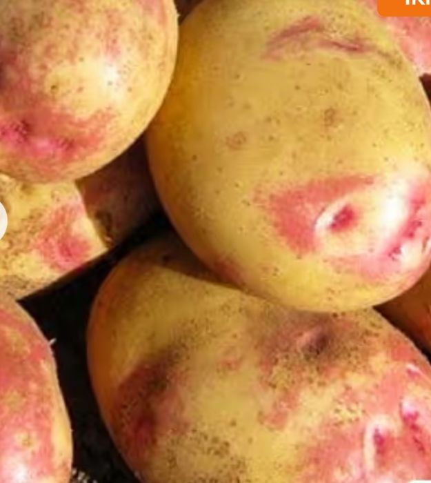 Продам картоплю сорт Пікассо