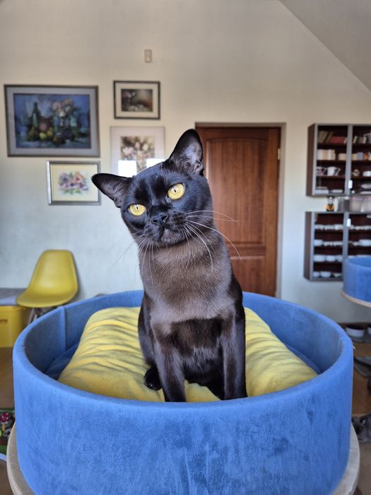 sobolowy kocurek burmski (burmański)