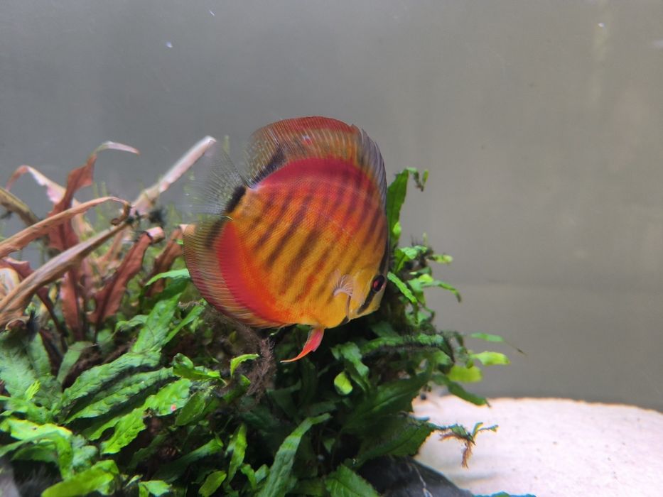 Aquário 150cm  com discos