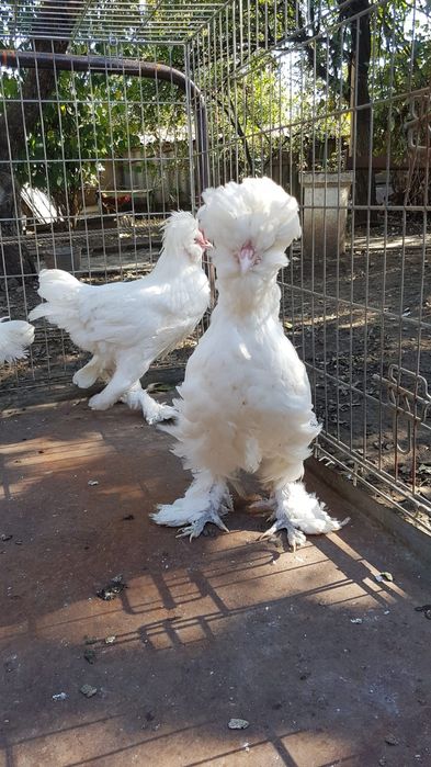 Кури породи Султанка.