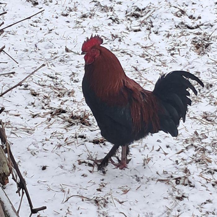 Koguty marans, mieszaniec