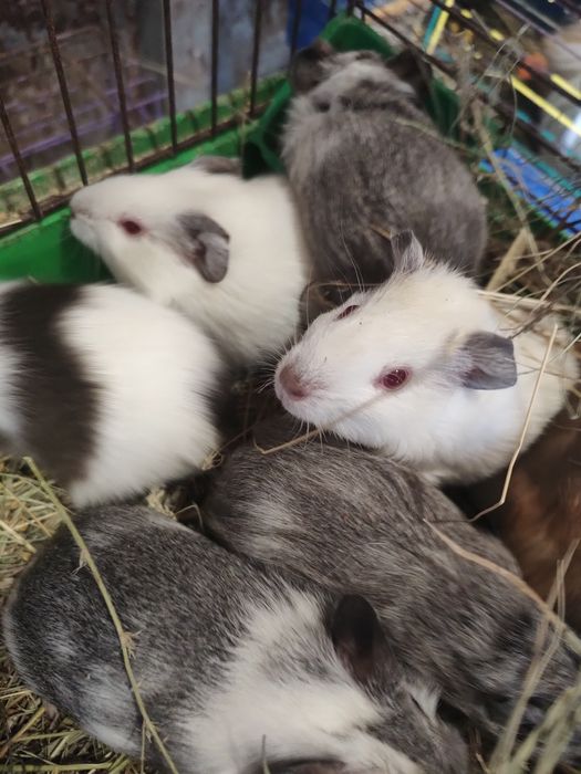 Морські свинки ,