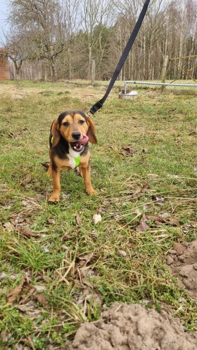 Oddam pieska potomka beagla :)