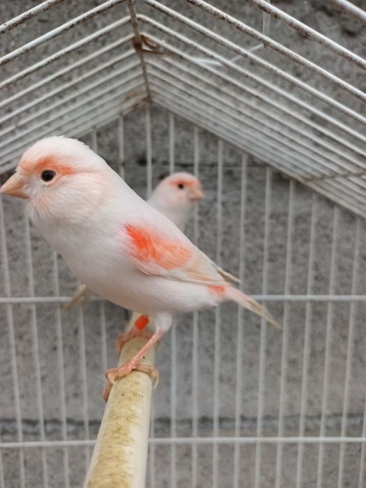 Canários Mosaico Vermelho