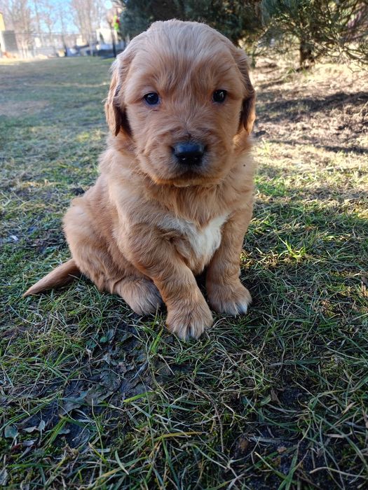 Golden retriever złoty