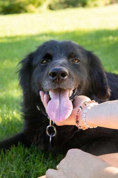 Flat Coated Retriever.