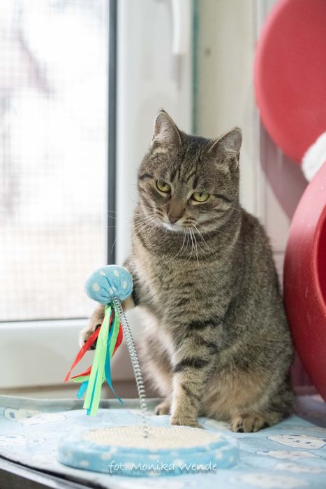 ISKRA- piękna młoda kotka szuka kochającego domu