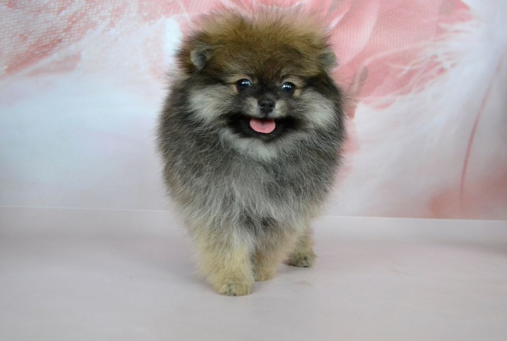 Дівчинка міні красуня