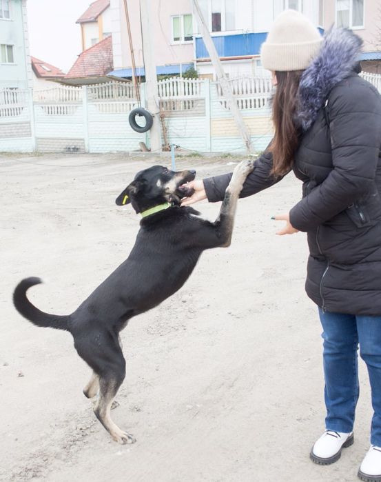 Шукає родину молодий песик