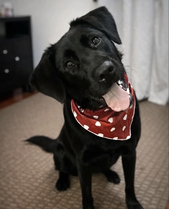 Cãozinho jovem para adoção responsável