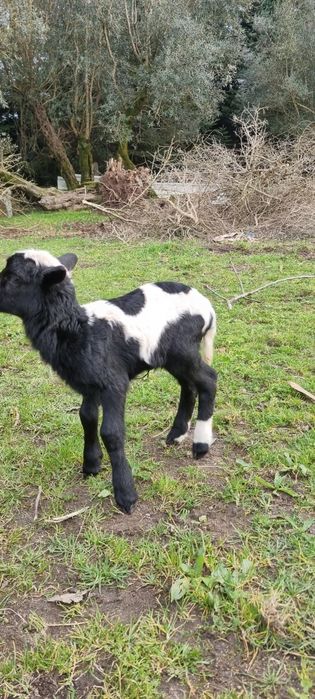 Borrego x Dorper