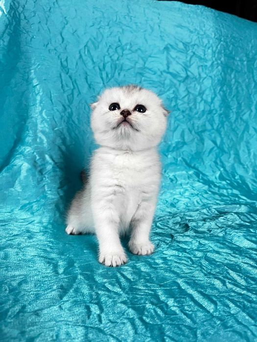 Кішечка Срібна шиншила