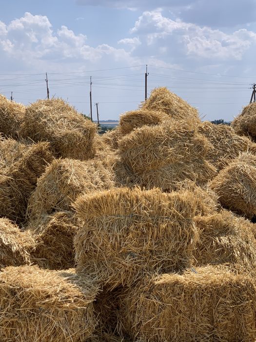 Солома в Тюках Пшенична Ячмінна 10000шт.