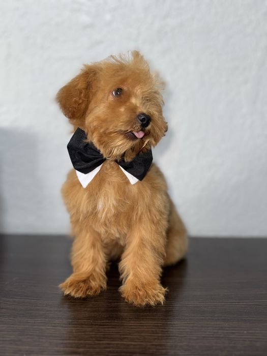 Мальтіпушик хлопчик міні. Карамель мальтіпу