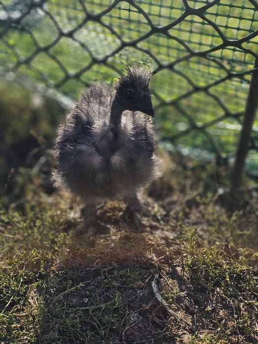 Silki jedwabiste gołoszyjki  / kochin miniaturowy
