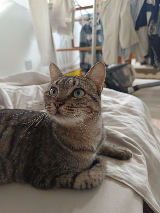 Leila para adoção