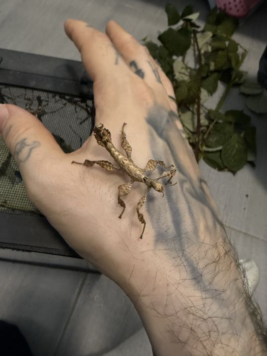 Straszyk australijski