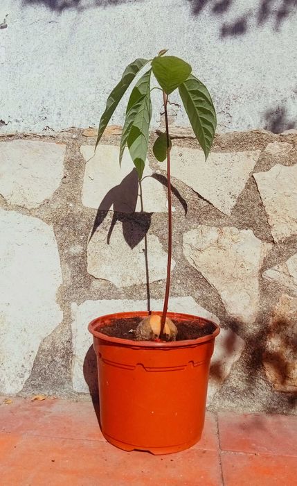 Abacateiro em vaso