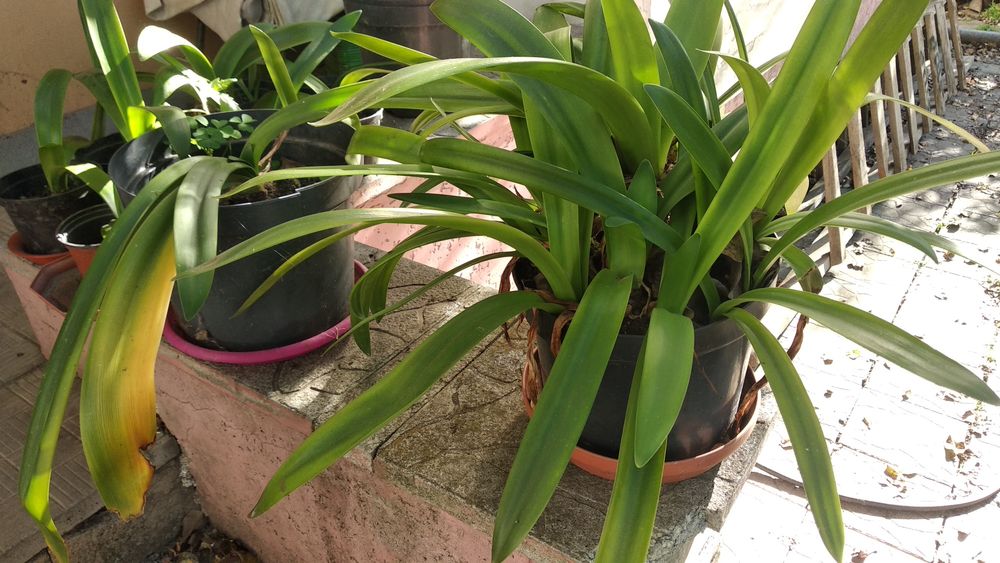 Продам гіппеаструм червоний.