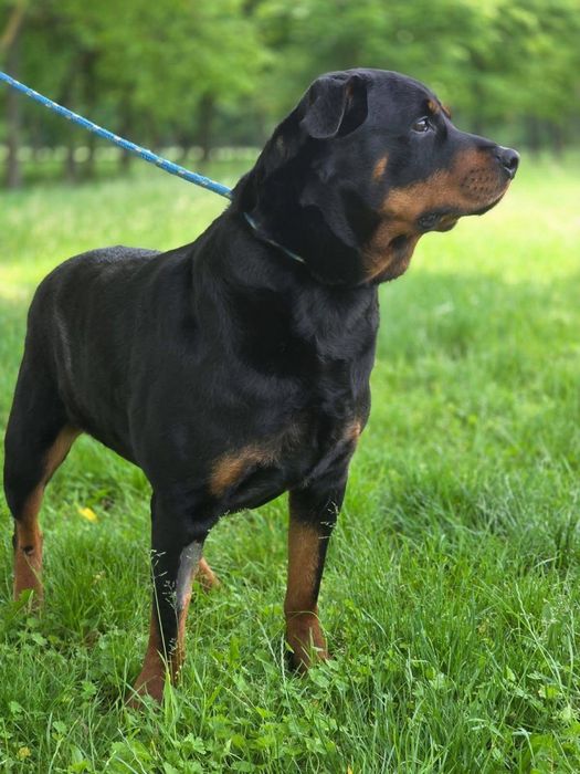 Carna-suczka w typie rottwailera-potrzebny dom znający specyfike rasy