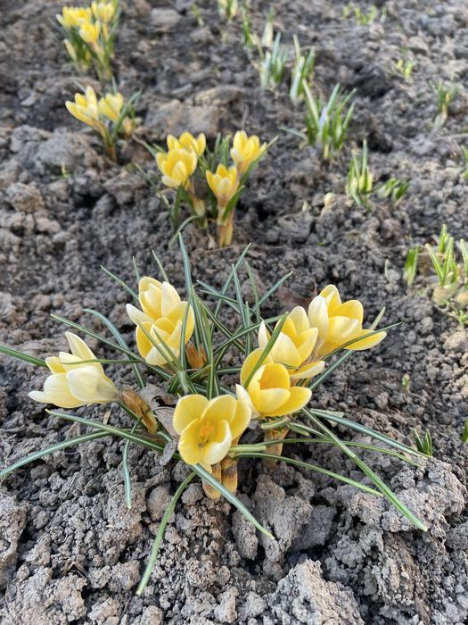 Крокуси , квіти фіолетові, помаранчеві , жовті