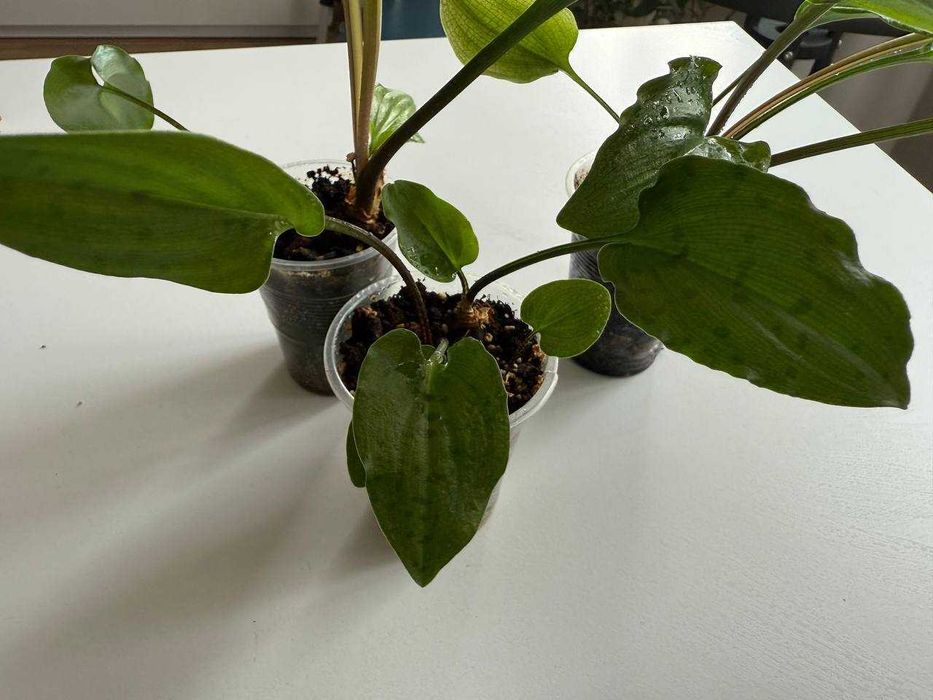 Домашні рослини (Фікус Бенжаміна, Плектрантус, Дріміопсіс, Колеус)