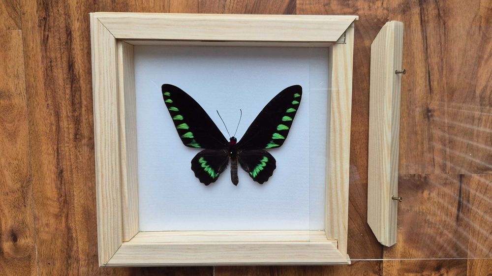 Motyl w gablotce Trogonoptera trojana na ścianę otwierana