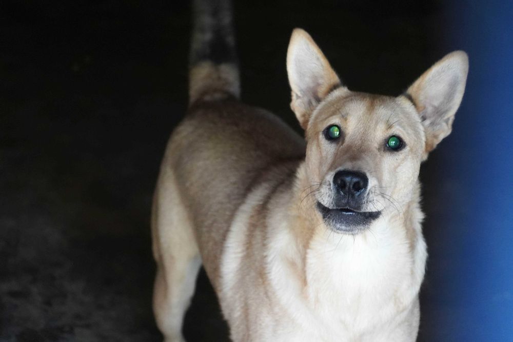 Fosfor - niewidomy psiak szuka domu