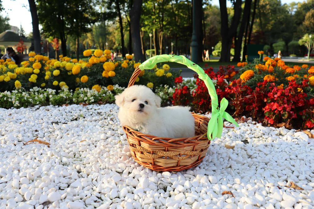 Мини бишончики белое облачко