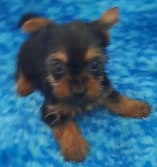 Yorkshire terrier super  Mini  toy