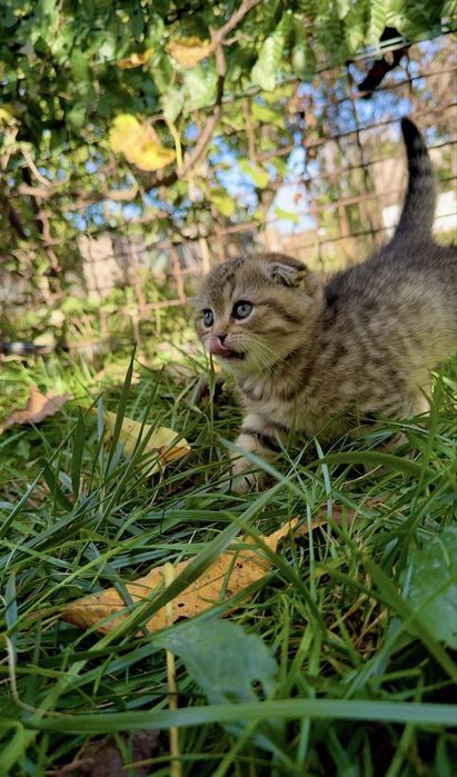котята кошенята котики