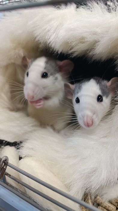 Декоративні Пацюки (щурики)