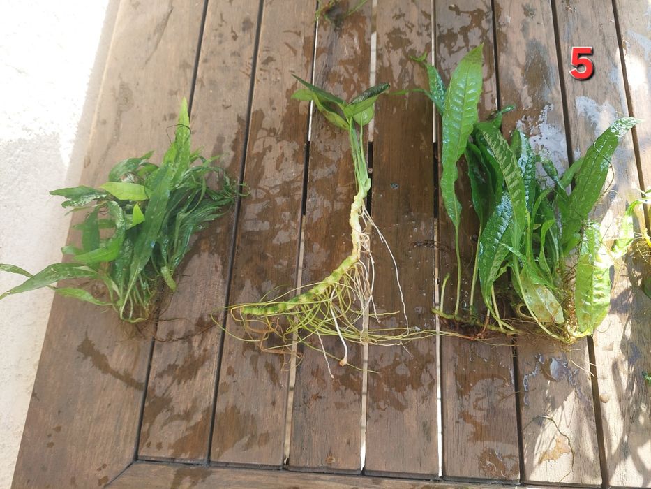 plantas aquário de fácil manutenção