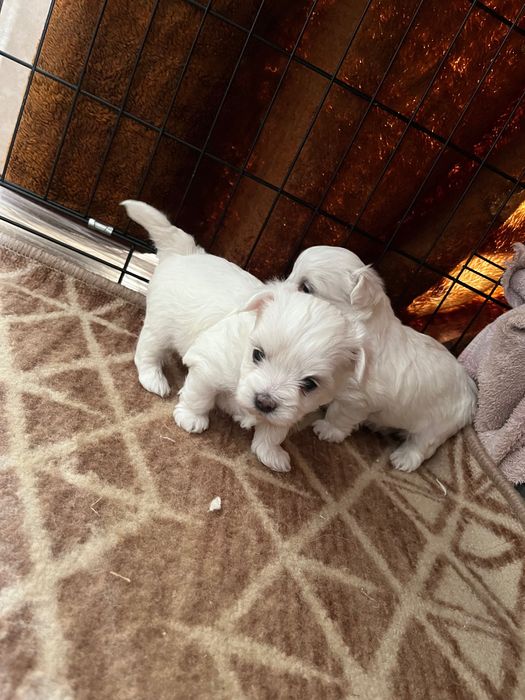 Szczenię maltańczyk