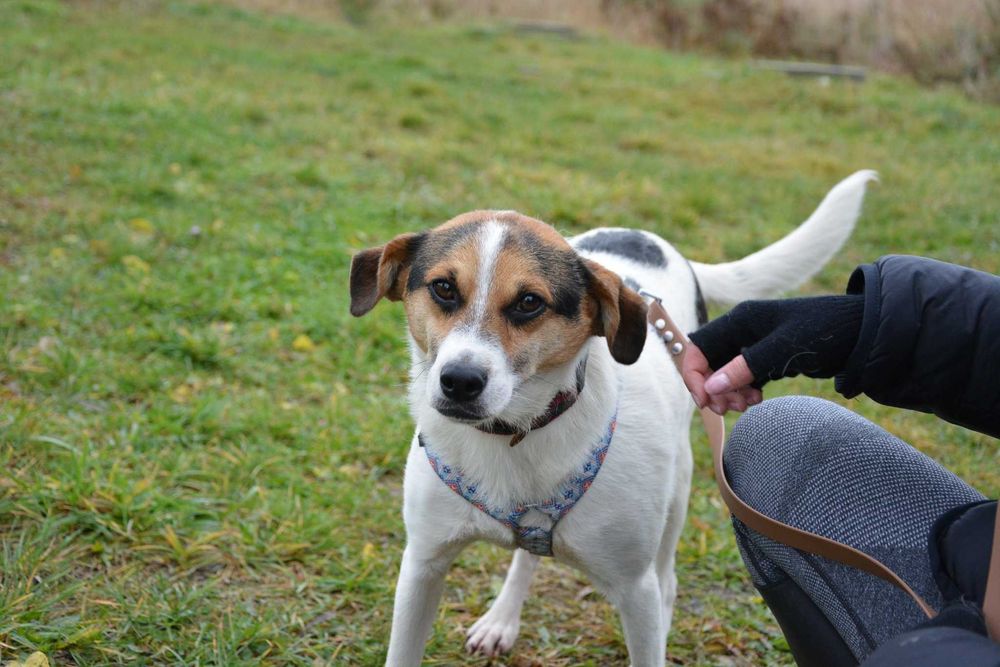 Brodi - słodki pycholek szuka nowego domu ADOPCJA