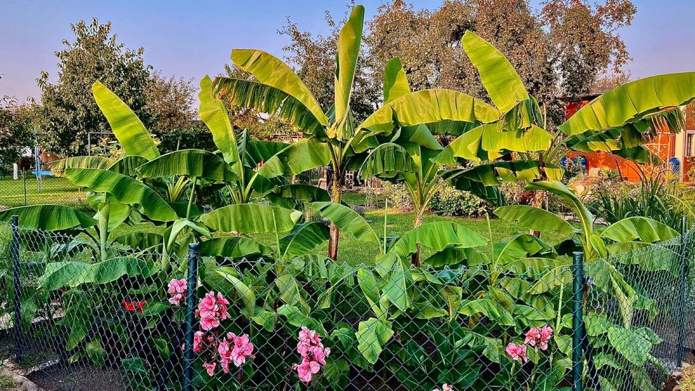 Sadzonki Musa Basjoo(bananowce)